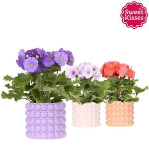 Primula Obconica Sweet Kisses mix in Poppy pot mix