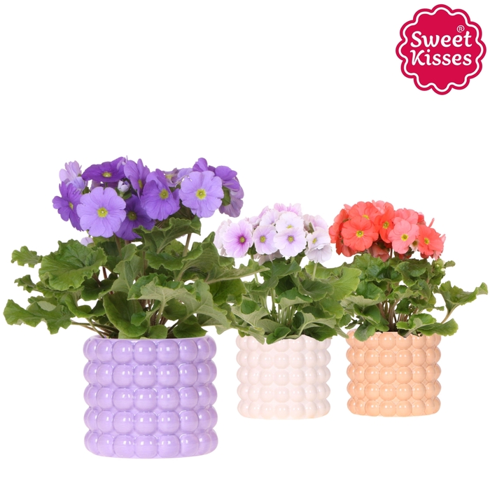 <h4>Primula Obconica Sweet Kisses mix in Poppy pot mix</h4>