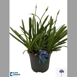 AGAPA DR BROUWER