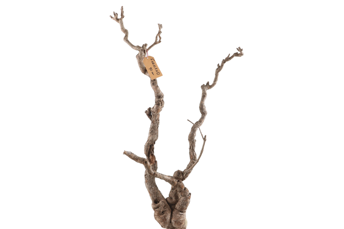 <h4>Syringa Branch Extra Fernand</h4>