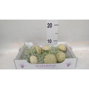 Tillandsia usneoides