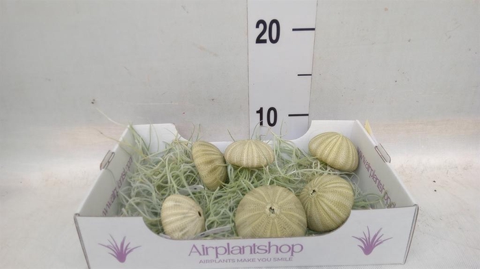 <h4>Tillandsia usneoides</h4>