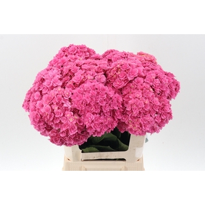 Hydr M Roy Kiss Pink