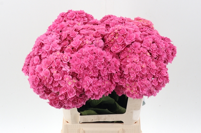 <h4>Hydr M Roy Kiss Pink</h4>