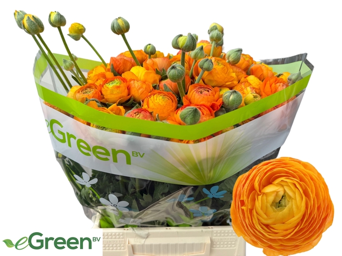 <h4>RAN EL ORANGE</h4>