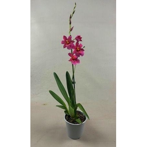 Roze Nelly 1tak