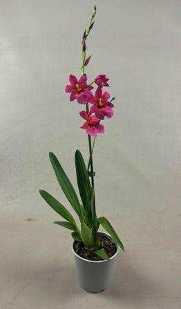 <h4>Roze Nelly 1tak</h4>