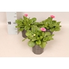 Bellis perennis Rose