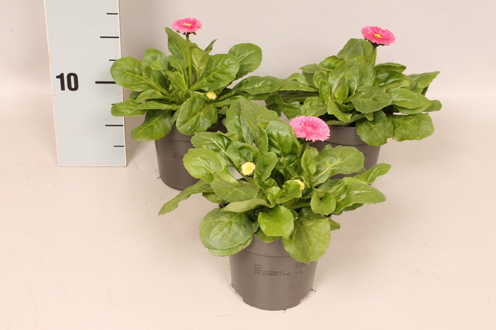 Bellis perennis Rose