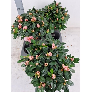 Rhodo Si Ov