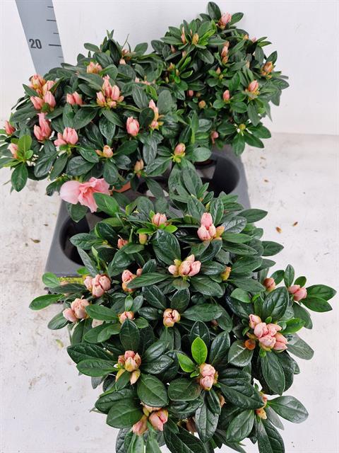 Rhodo Si Ov