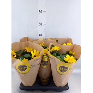 Helianthus an. 'Sunsation'