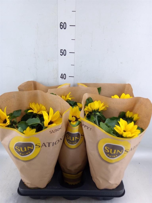 <h4>Helianthus an. 'Sunsation'</h4>