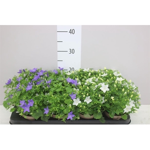 Campanula Gemengd