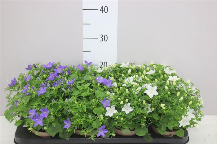 <h4>Campanula Gemengd</h4>