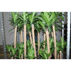 DRACENA FRAGRANS P24
