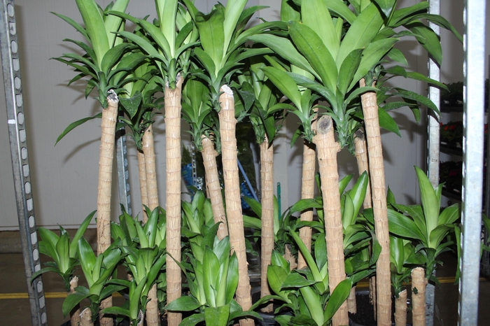 <h4>DRACENA FRAGRANS P24</h4>