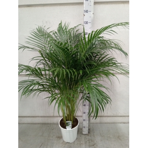 Dypsis lutescens   ...Chrysalidoca