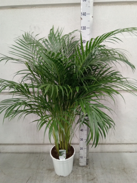 <h4>Dypsis lutescens   ...Chrysalidoca</h4>