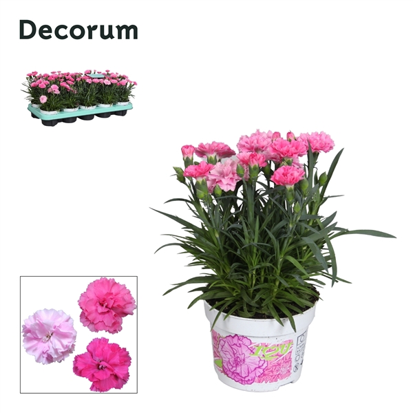 <h4>Dianthus - 10,5 cm - Decorum - I LOVE YOU</h4>