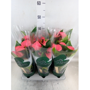 Anthurium andr. 'Melito'