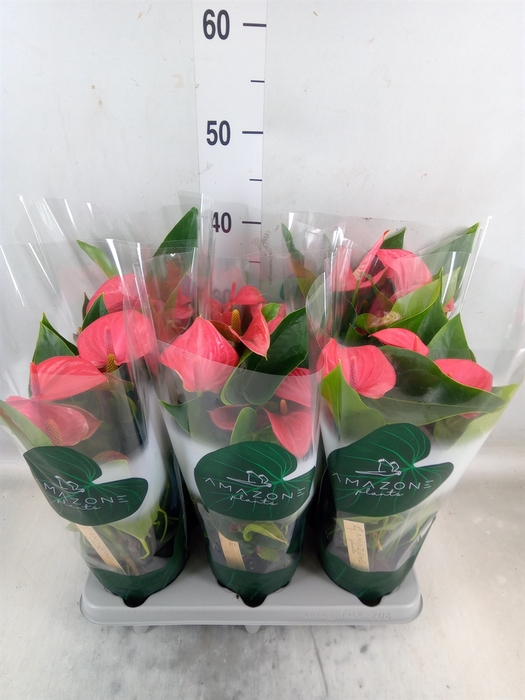<h4>Anthurium andr. 'Melito'</h4>