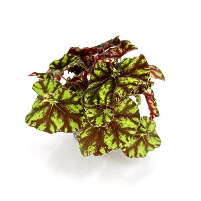 <h4>BEGONIA REX-HYBRID P12</h4>