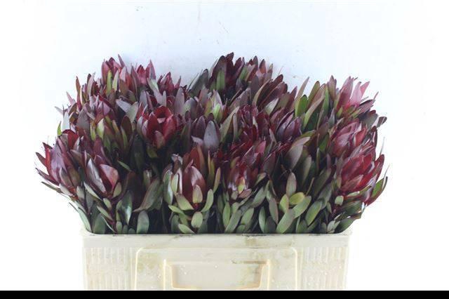 <h4>LEUCAD SAF SUNSET</h4>