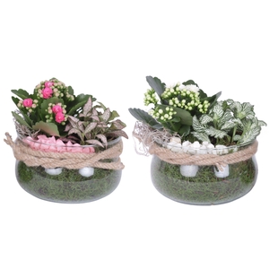 Yearround Arr. Indoor Glass Bowl with Rope Ø16cm 2PP