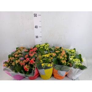 Kalanchoe blos. 'Perfecta'  ..mix 5