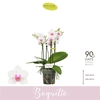 Phalaenopsis Multifloratypes overig wit