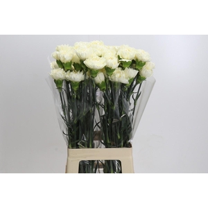 Dianthus St Rodas Creme
