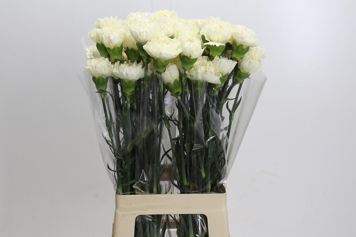 <h4>Dianthus St Rodas Creme</h4>