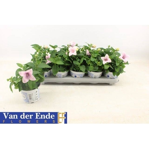 Platyco Gr Pst Pink