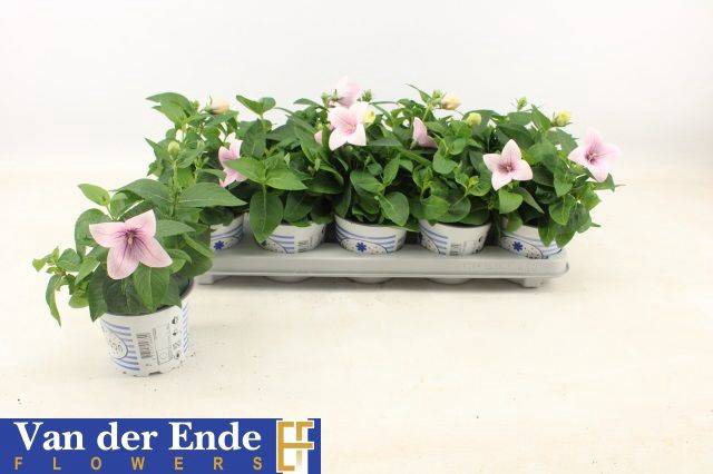 <h4>Platyco Gr Pst Pink</h4>