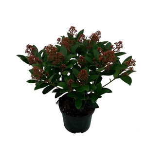 Skimmia japonica 'Rubella' 20+BLOEMEN