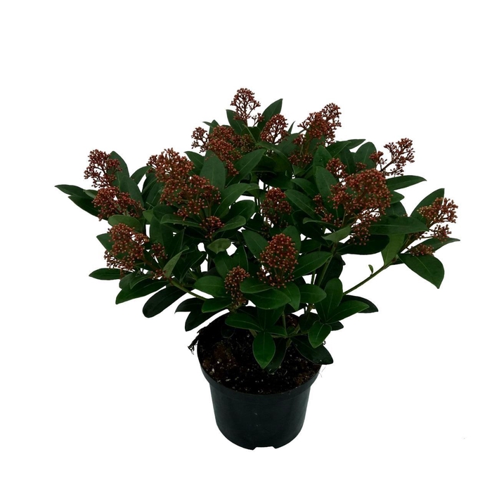 <h4>Skimmia japonica 'Rubella' 20+BLOEMEN</h4>