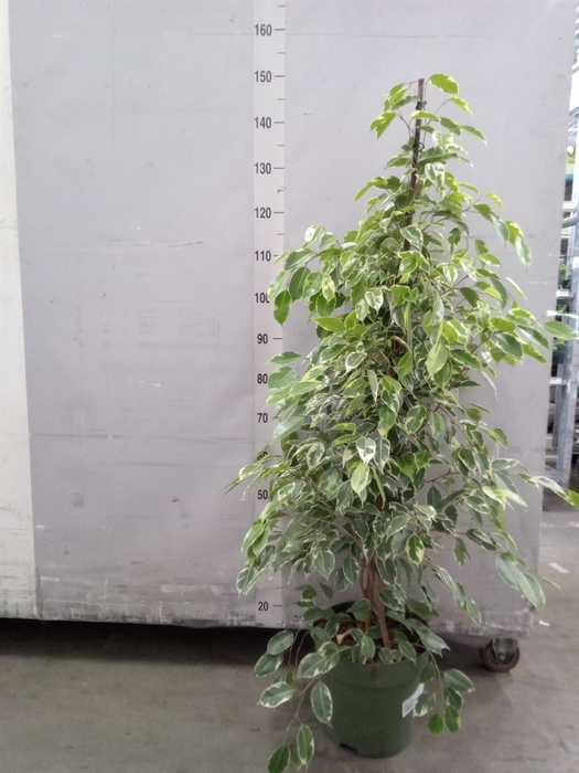 <h4>Ficus benja. 'Golden King'</h4>