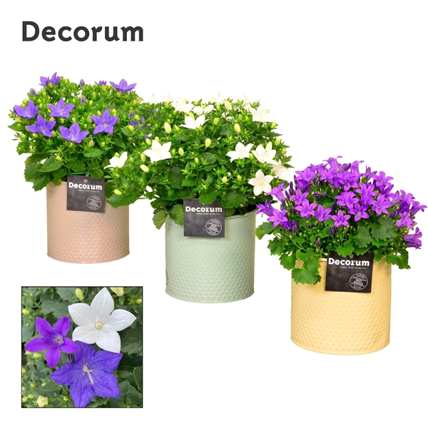 <h4>Campanula Mix Decorum Zinc</h4>