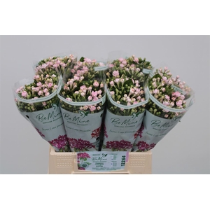 Bouvardia Double Diamond Lightpink