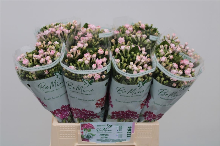 Bouvardia Double Diamond Lightpink