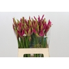 Nerine Favoriet