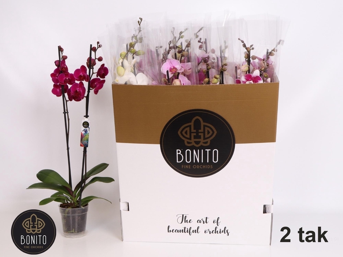 <h4>PHAL GEM 7 KL</h4>