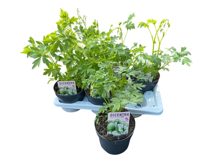 <h4>DICE SP ALBA</h4>