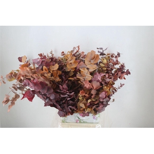 Pres Euca Stuartiana Herfst P Bunch