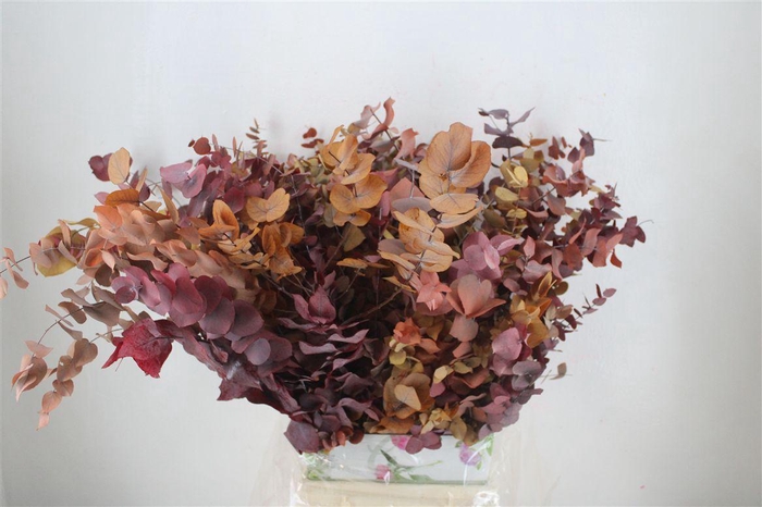 <h4>Pres Euca Stuartiana Herfst P Bunch</h4>