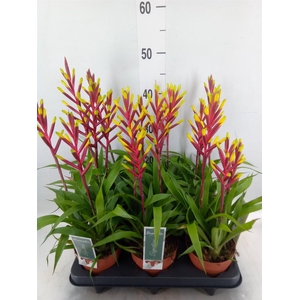Guzmania  'Misty'