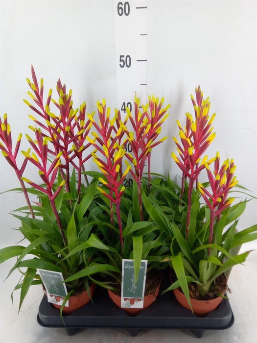 <h4>Guzmania 'Misty'</h4>