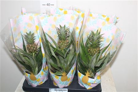 <h4>Ananas Mi Amigo</h4>