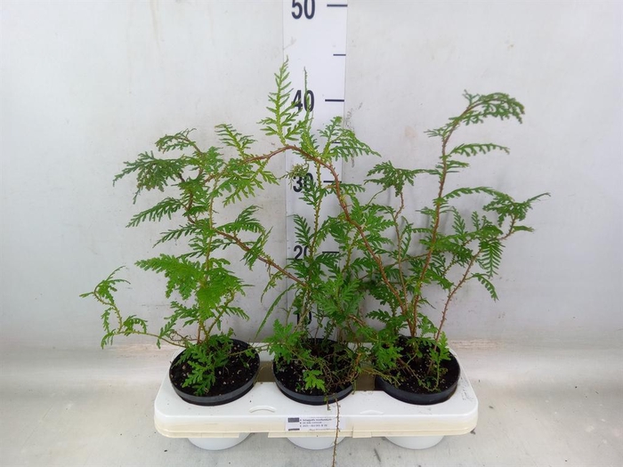 <h4>Planten   ... L%</h4>